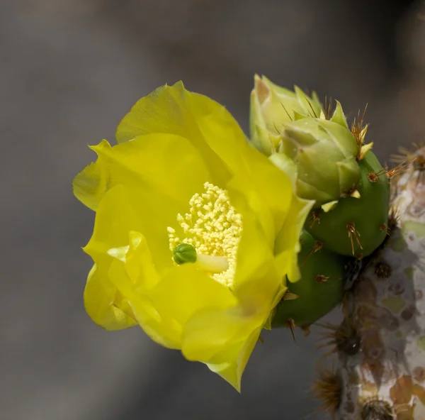 Kaktus blomma detalj 1 Stockfoto