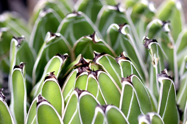 Lanzarote cactus detalj 1 Royaltyfria Stockbilder