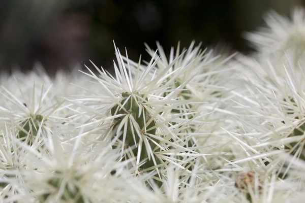 White Cactus Detail — Stock Photo, Image