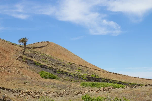 棕榈和火山的斜坡 免版税图库图片