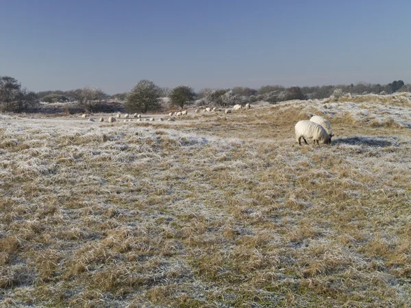 在霜放牧绵羊涵盖沙丘景观 — 图库照片