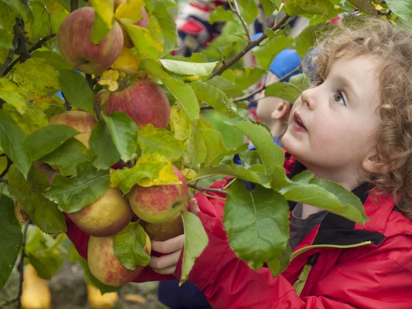 Small girl picking apples — Stock Photo, Image