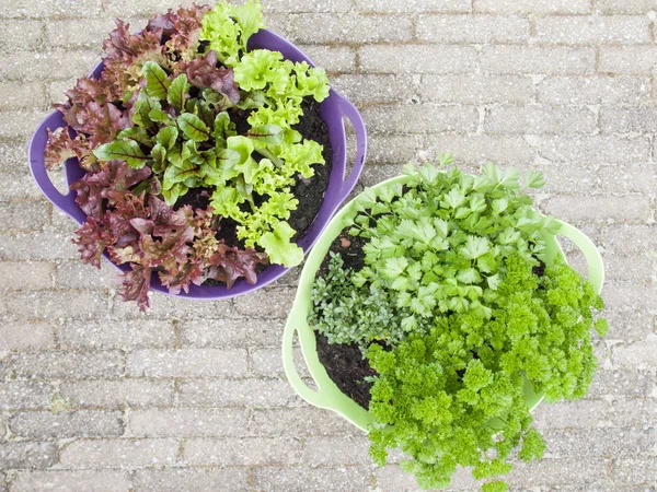 Καλλιέργειες σαλάτας και βότανα σε γλάστρες Εικόνα Αρχείου
