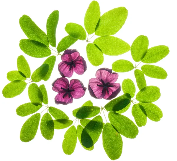Akebia φύλλα και άνθη Εικόνα Αρχείου