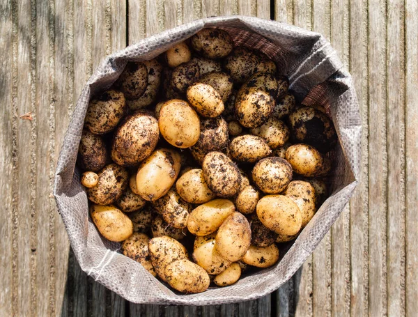 Freshly harvested potatoes — Stock Photo, Image