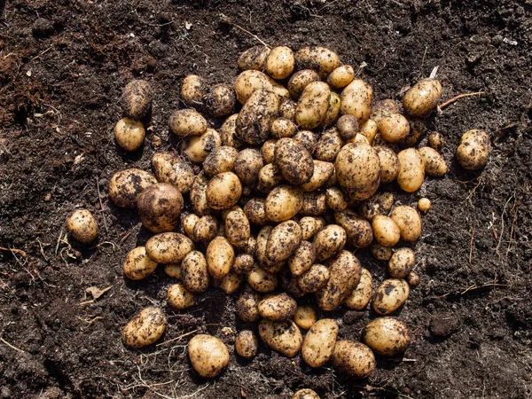 Freshly harvested potatoes — Stock Photo, Image