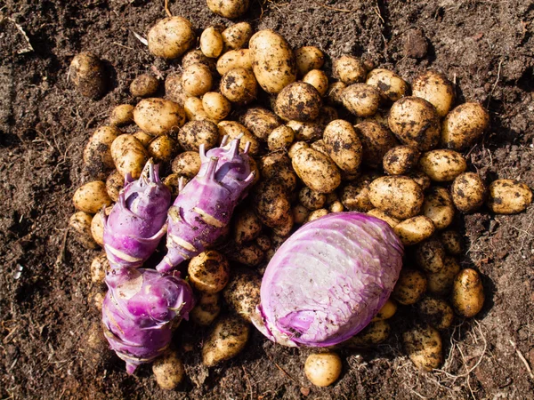 Freshly harvested potatoes, cabbage and kohlrabi — Stock Photo, Image
