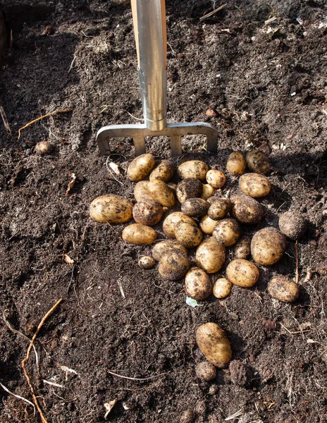 Freshly harvested potatoes — Stock Photo, Image