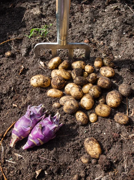 Freshly harvested vegatables — Stock Photo, Image