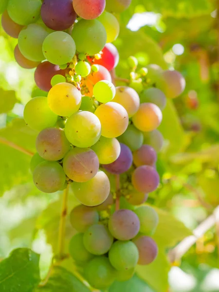 Ripening grapes on the vine — Stock Photo, Image