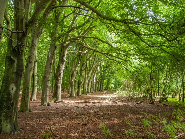 Row of trees — Stock Photo, Image