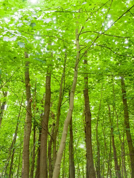 Forrest ağaçlar — Stok fotoğraf