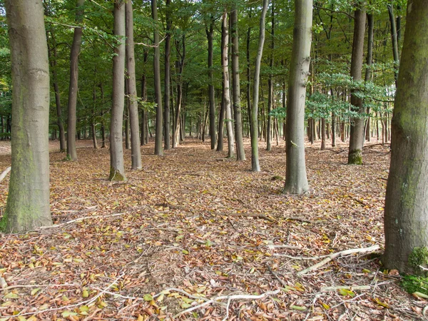 Beach woods — Stock Photo, Image