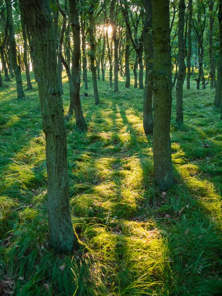 Sol y sombra en el bosque — Foto de Stock