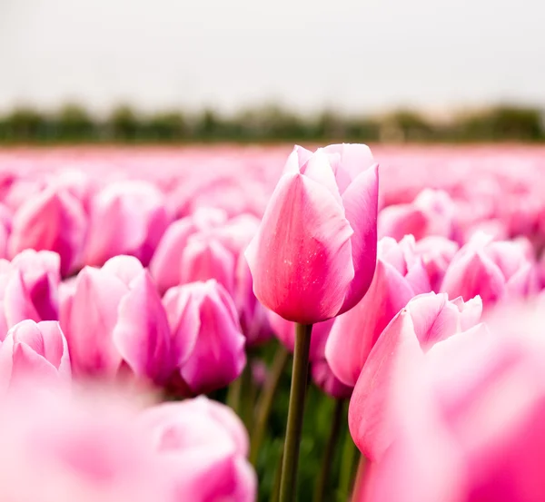 Pink tulip in a tulip field — Stock Photo, Image