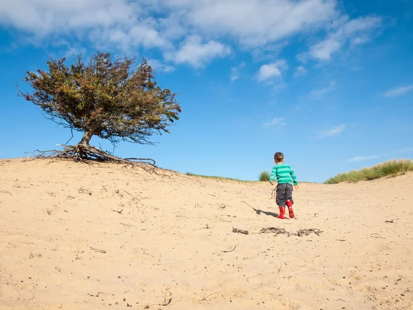 Small boy in dune landscape with hawthorn tree — Stock Photo, Image