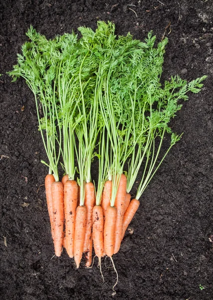 Freshly Harvested Carrots on Soil — Stock Photo, Image