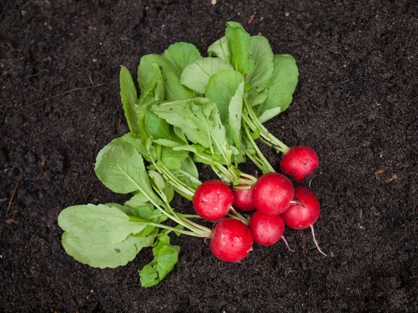 Freshly Harvested Radish — Stock Photo, Image