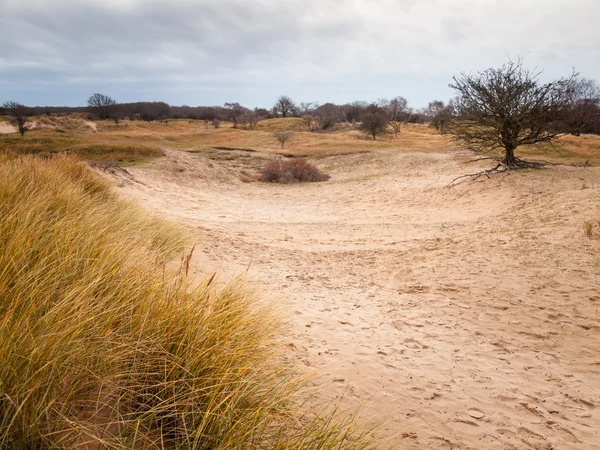 Winter dune landscape — Stock Photo, Image
