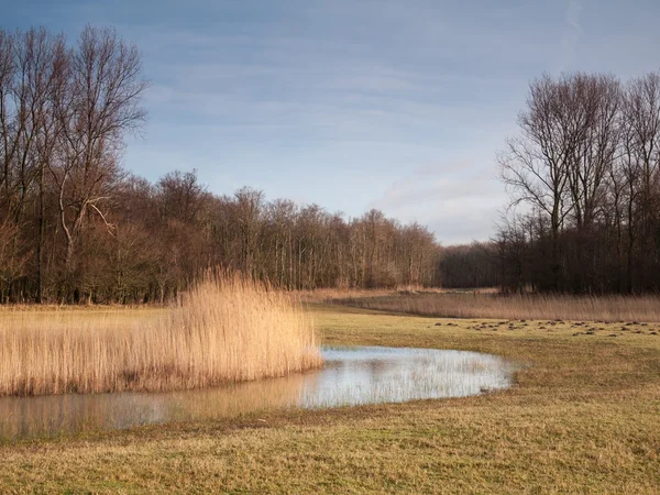 Teich in einer bewaldeten Landschaft — Stockfoto