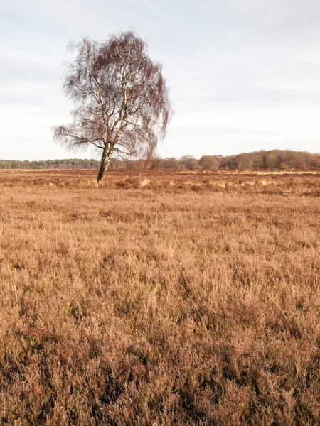 Winter birch on heathland — Stock Photo, Image