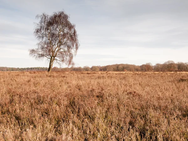 Winter berk op Heide — Stockfoto