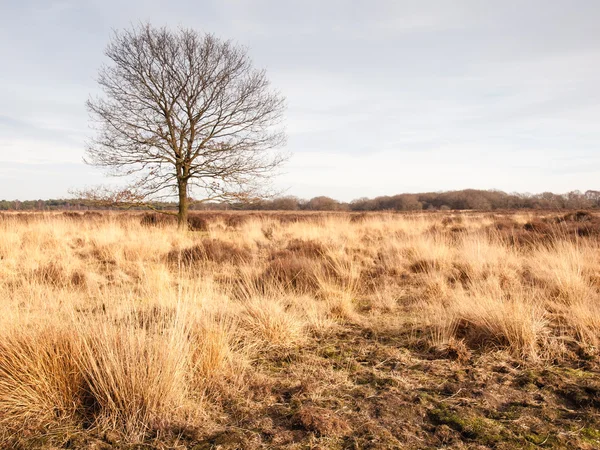 Vintern ek på gräsmark — Stockfoto