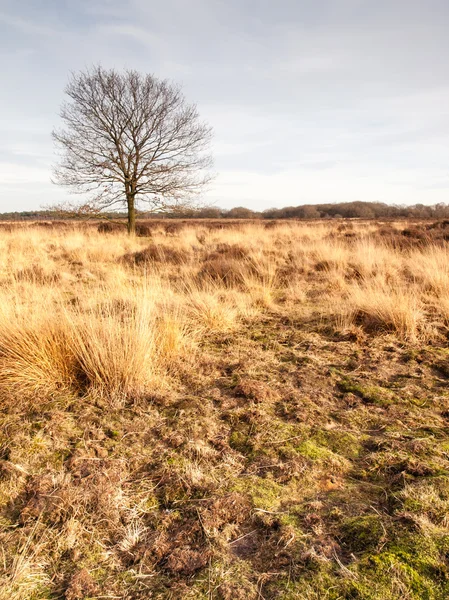 Winter eik op grasland — Stockfoto