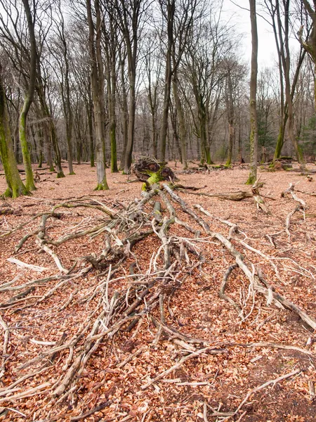 Fallna träd på stranden woods — Stockfoto