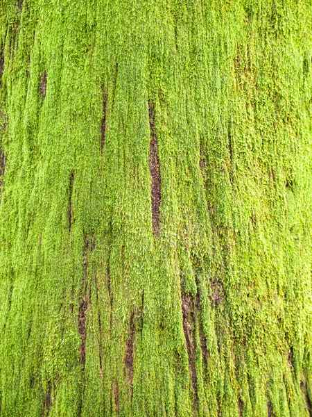 Moos am Baum — Stockfoto