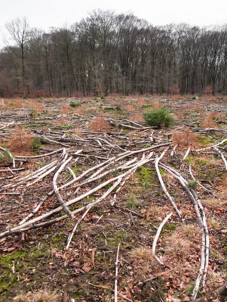 Εκκαθαρίζονται δασικές εκτάσεις — Φωτογραφία Αρχείου