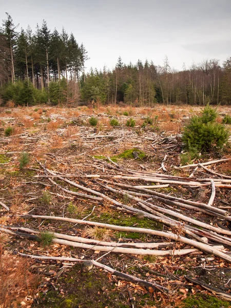 Εκκαθαρίζονται δασικές εκτάσεις — Φωτογραφία Αρχείου