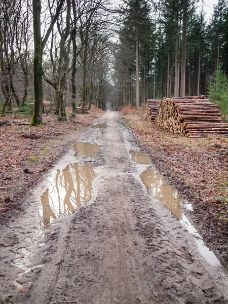 Faixa de Forrest — Fotografia de Stock