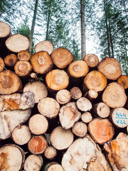 Frisch gefällter Baumstamm — Stockfoto