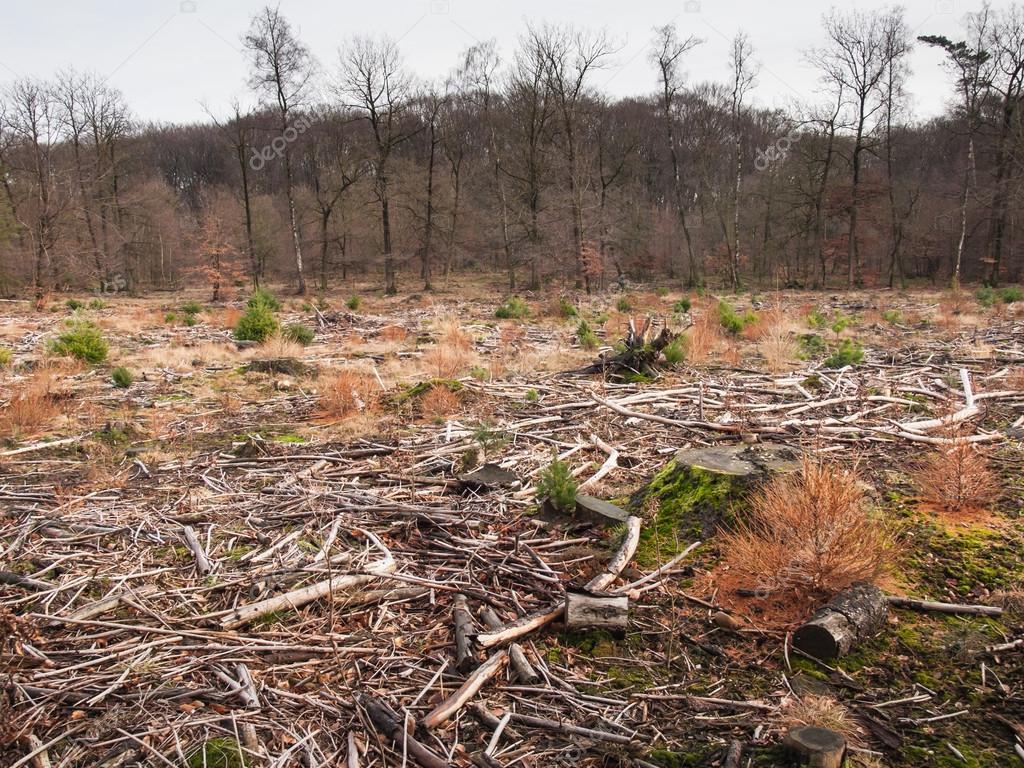 Resultado de imagen para bosques talados