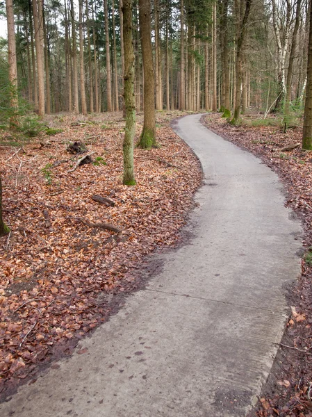Path through trees — Stock Photo, Image