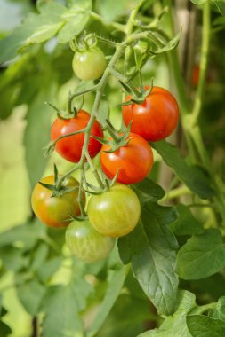çeri domatesler