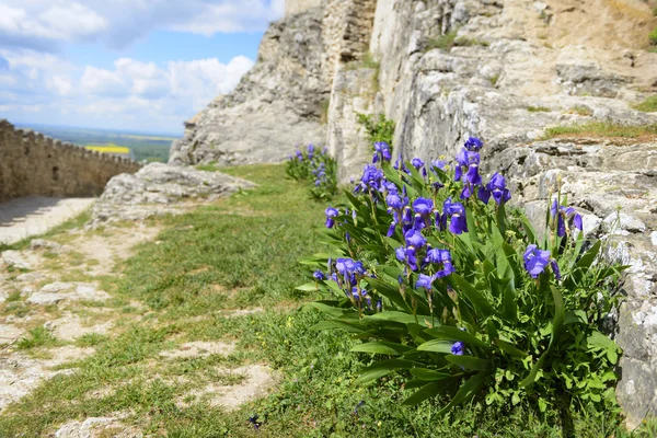 Irises in castle — Stock Photo, Image