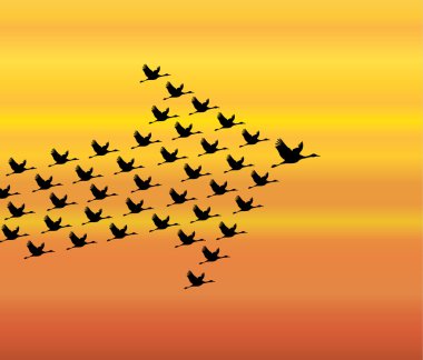 Leadership and Synergy Concept Illustration : A number of Swans flying against a Bright White sky background lead by a big dark leader swan