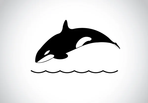 Wielki młody szczęśliwy Darmowe orka skoki z powierzchni morza oceanu. czarno-białe orca orka pływać i skoki z powierzchni morza i nurkowania z powrotem do morza - ilustracja koncepcja sztuki — Wektor stockowy