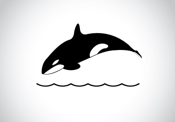 Big young happy free killer whale jumping out of ocean sea surface. A black and white orca killer whale swim and jumping out of sea surface and diving back into the sea - concept illustration art