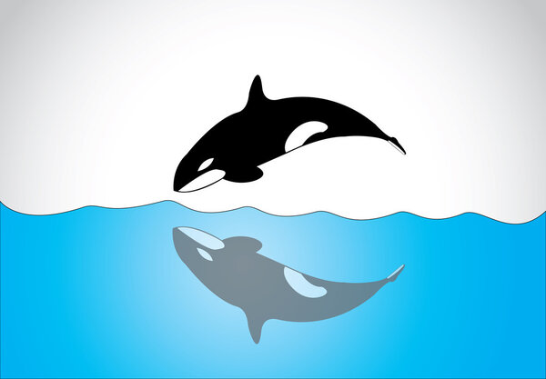 Big young happy free killer whale jumping out of ocean sea surface. A black and white orca killer whale swim and jumping out of sea surface and diving back in with its shadow in the sea - concept art