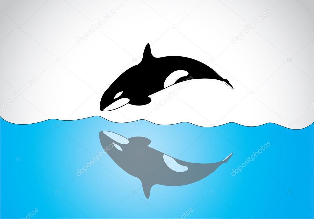 Big young happy free killer whale jumping out of ocean sea surface. A black and white orca killer whale swim and jumping out of sea surface and diving back in with its shadow in the sea - concept art