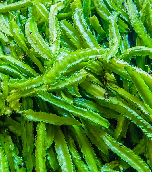 kanatlı fasulye