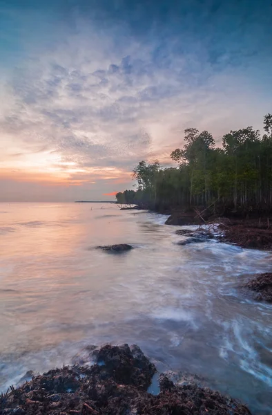 Sunset with mangrove roots — Stock Photo, Image