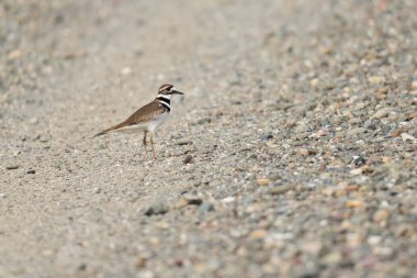 A killdeer shore bird on gravel bed