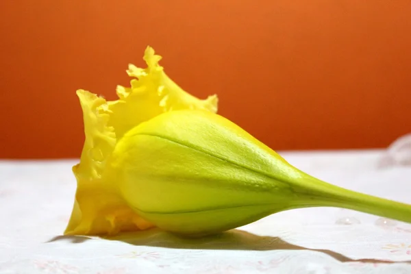 Auffällige Chalicevine, gelbe Blüten — Stockfoto