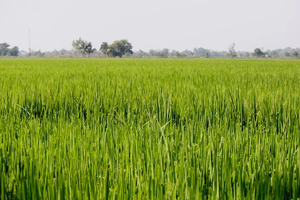 Exploração agrícola — Fotografia de Stock