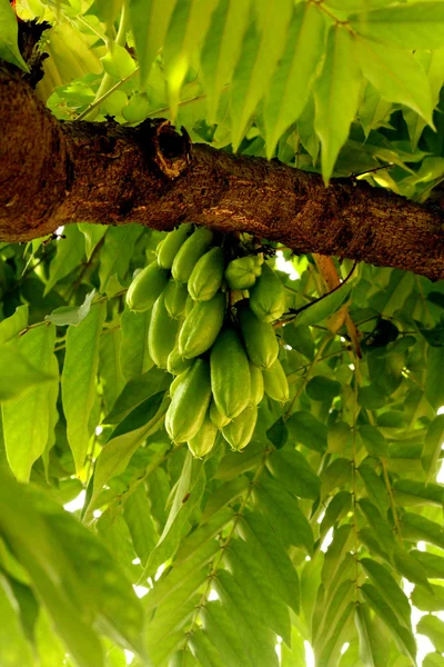 Bilimbi. — Fotografia de Stock