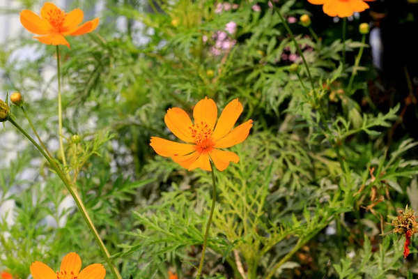 スター バーストの花. — ストック写真